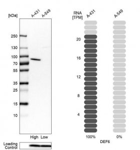 Anti-DEF6 antibody produced in rabbit 