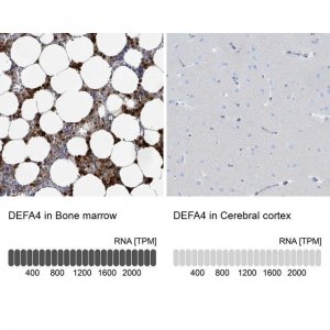 Anti-DEFA4 antibody produced in rabbit 
