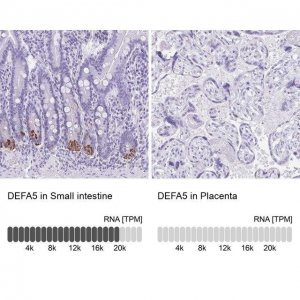 Anti-DEFA5 antibody produced in rabbit 