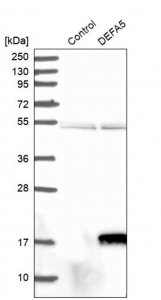 Anti-DEFA5 antibody produced in rabbit 