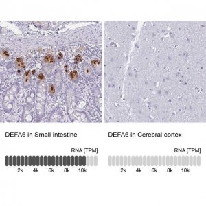 Anti-DEFA6 antibody produced in rabbit HPA019462-100UL