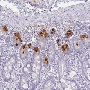 Anti-DEFA6 antibody produced in rabbit HPA019462-100UL