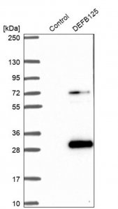 Anti-DEFB125 antibody produced in rabbit 