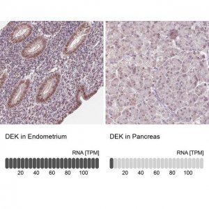 Anti-DEK antibody produced in rabbit 