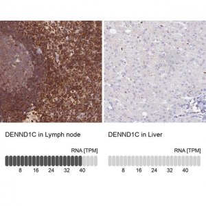 Anti-DENND1C antibody produced in rabbit 