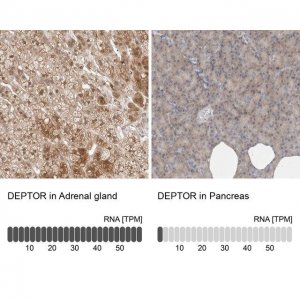 Anti-DEPTOR antibody produced in rabbit 
