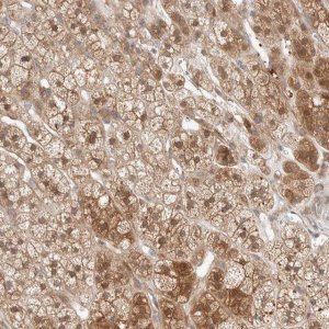 Anti-DEPTOR antibody produced in rabbit 