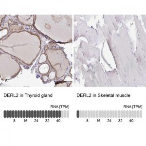 Anti-DERL2 antibody produced in rabbit 