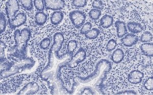Anti-Derlin-1 Antibody, clone 2C2, ZooMAb Rabbit Monoclonal 