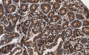 Anti-Derlin-1 Antibody, clone 2C2, ZooMAb Rabbit Monoclonal 