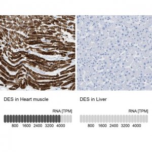 Anti-DES antibody produced in rabbit 