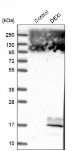 Anti-DEXI antibody produced in rabbit 