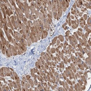 Anti-DEXI antibody produced in rabbit 