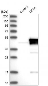 Anti-DFFA antibody produced in rabbit 