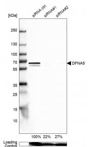 Anti-DFNA5 antibody produced in rabbit 
