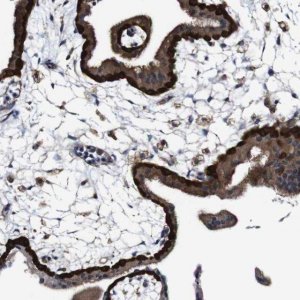Anti-DFNA5 antibody produced in rabbit 