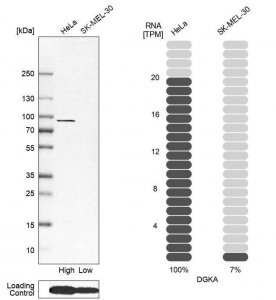 Anti-DGKA antibody produced in rabbit 