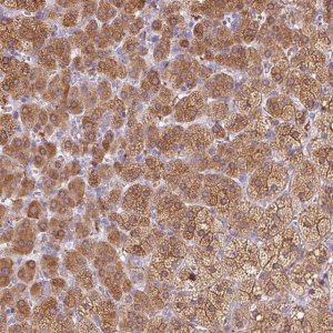 Anti-DHCR24 antibody produced in rabbit HPA063005-100UL