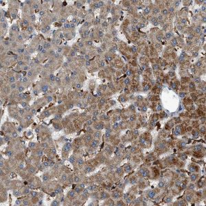 Anti-DHODH antibody produced in rabbit 