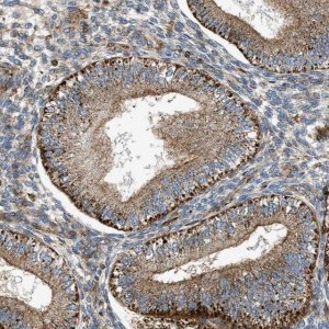 Anti-DHODH antibody produced in rabbit 