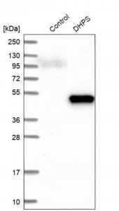 Anti-DHPS antibody produced in rabbit 
