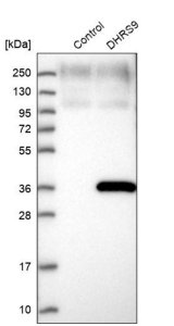 Anti-DHRS9 antibody produced in rabbit 