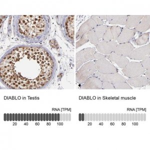 Anti-DIABLO antibody produced in rabbit 
