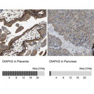 Anti-DIAPH2 antibody produced in rabbit 