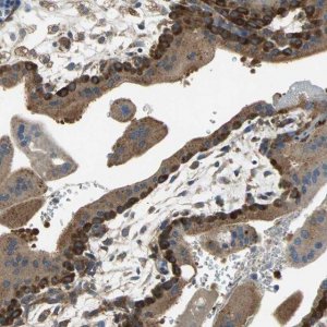 Anti-DIAPH2 antibody produced in rabbit 