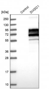 Anti-DIXDC1 antibody produced in rabbit 