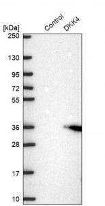 Anti-DKK4 antibody produced in rabbit HPA052916-100UL