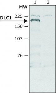 Anti-DLC1 (C-terminal region) antibody produced in rabbit SAB4200490-200UL