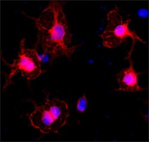 Anti-DLC1 (C-terminal) antibody produced in rabbit SAB4200352-200UL