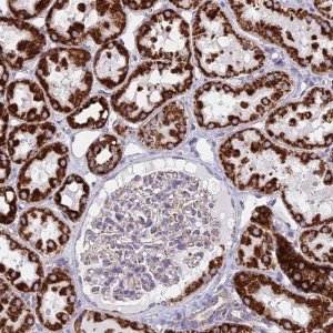 Anti-DLD antibody produced in rabbit 
