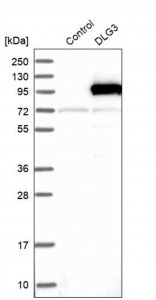 Anti-DLG3 antibody produced in rabbit 