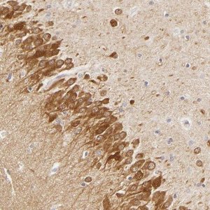 Anti-DLG3 antibody produced in rabbit 
