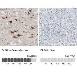 Anti-DLG4 antibody produced in rabbit 