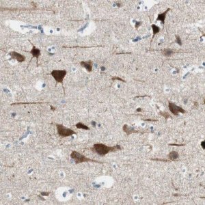Anti-DLG4 antibody produced in rabbit 