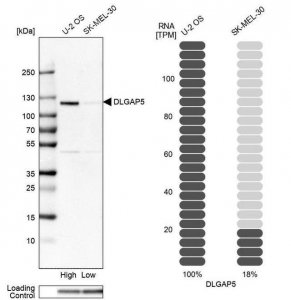 Anti-DLGAP5 antibody produced in rabbit 