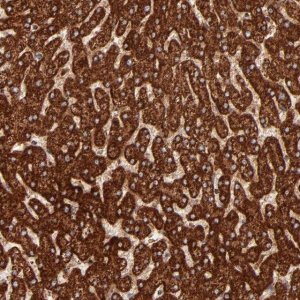 Anti-DLST antibody produced in rabbit 