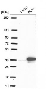 Anti-DLX1 antibody produced in rabbit 