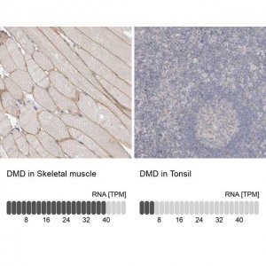Anti-DMD antibody produced in rabbit 