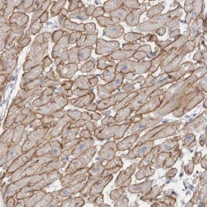 Anti-DMD antibody produced in rabbit 