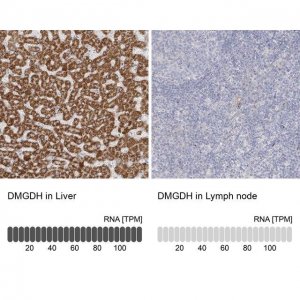 Anti-DMGDH antibody produced in rabbit 