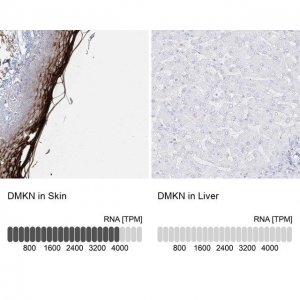Anti-DMKN antibody produced in rabbit 