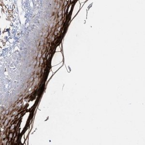 Anti-DMKN antibody produced in rabbit 