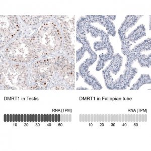 Anti-DMRT1 antibody produced in rabbit 
