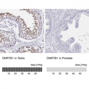 Anti-DMRTB1 antibody produced in rabbit 