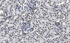 Anti-DNA G-quadruplex (G4) Antibody, clone 1H6 ZooMAb Mouse Monoclonal 