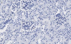 Anti-DNA G-quadruplex (G4) Antibody, clone 1H6 ZooMAb Mouse Monoclonal 
